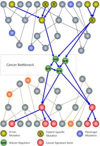 cancer cell bottleneck